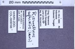 Etikette zu Rismethus apicalis (NHMW-ZOO-COL-0008166)